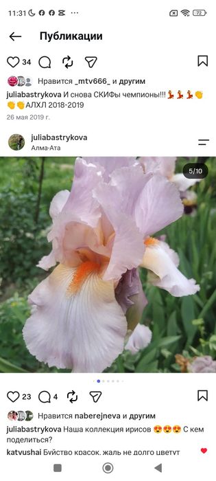 Клубни ириса продам