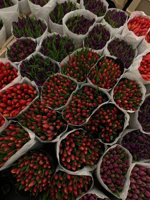 Тюльпаны оптом на 8 марта