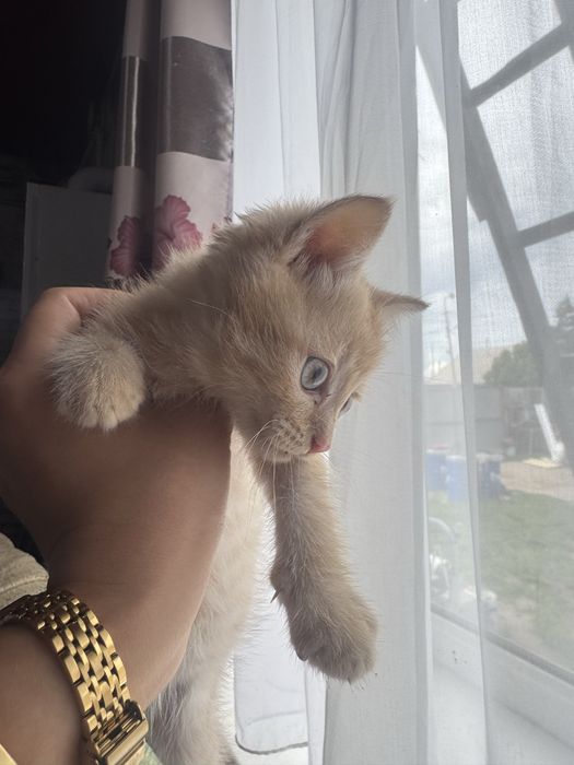 Отдам котенка мальчик