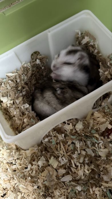 Клетка с джунгарскими хомяками