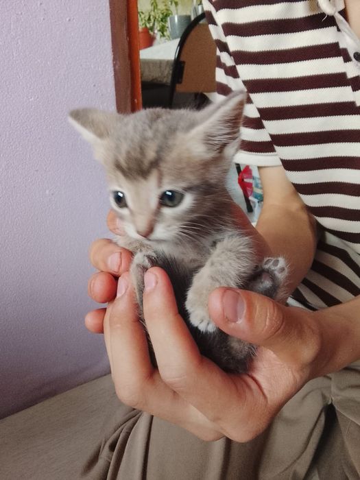 Отдам котенок крысолов
