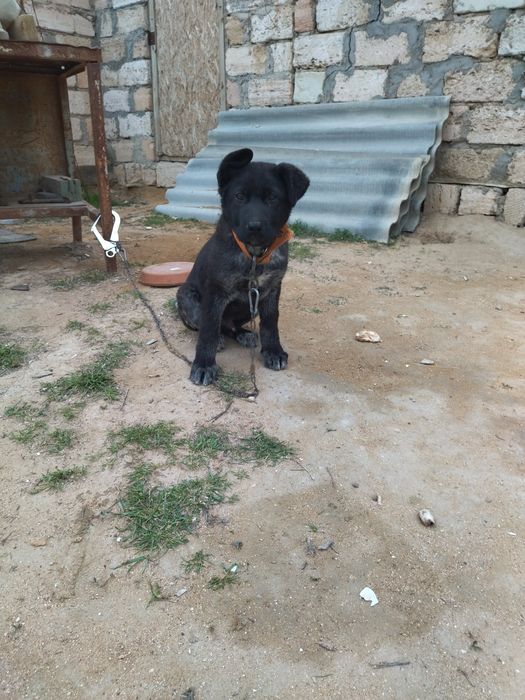 Күшік сатылады үш айлық