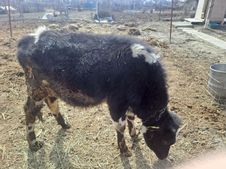 Телка 10месецев здоровая аппетит хороший