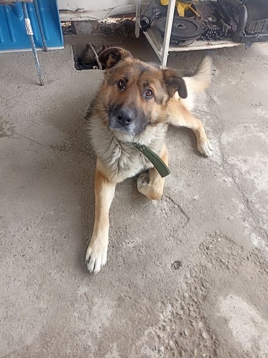 собаки в хорошие руки