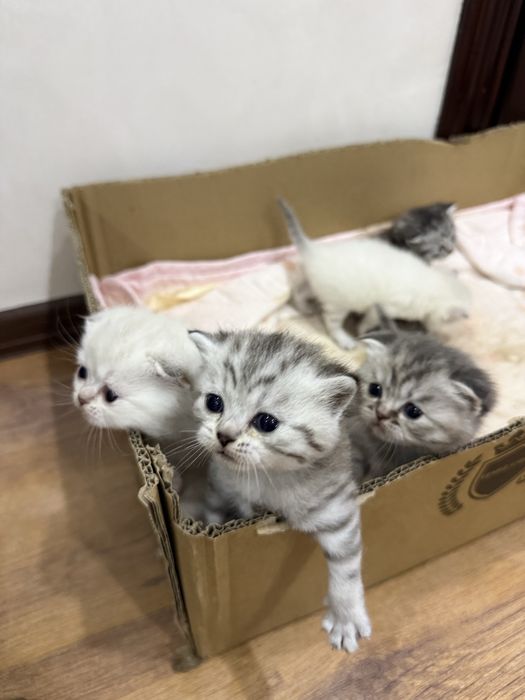 Котенок вислоухий
