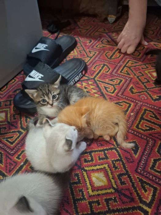 Ищем дом для малышей