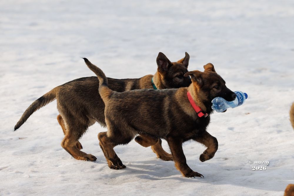 Немецкая овчарка РР