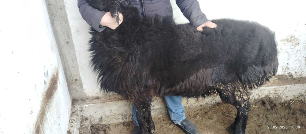 Қўй сотилади, метражный