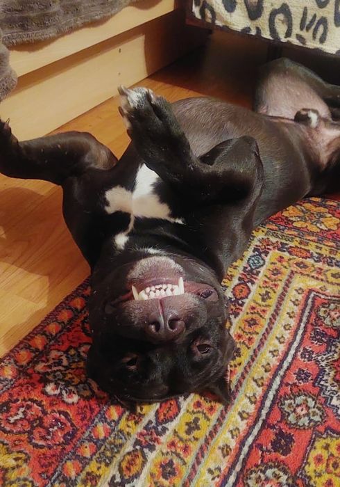 вязка кабель питбуль