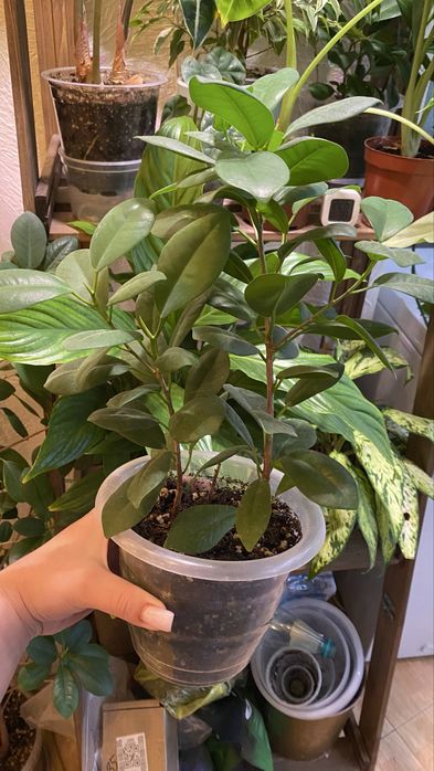 Фикус мокламе, фикус моклейм