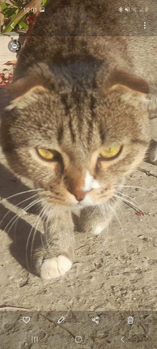 Вязка,скоттиш фолд