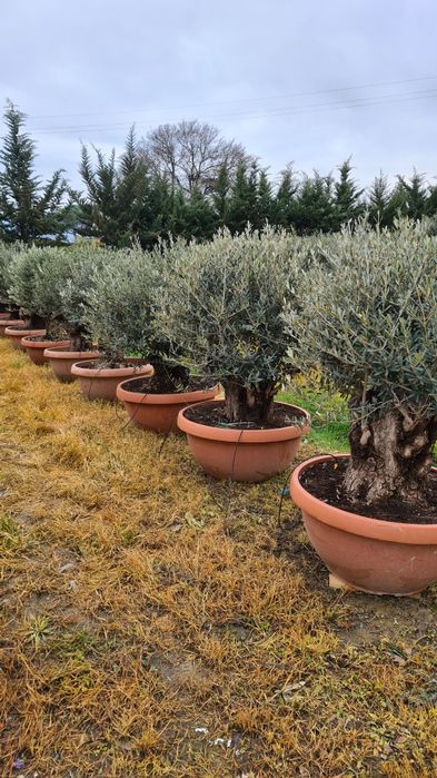 Măslin seculari mai multe dimensiuni