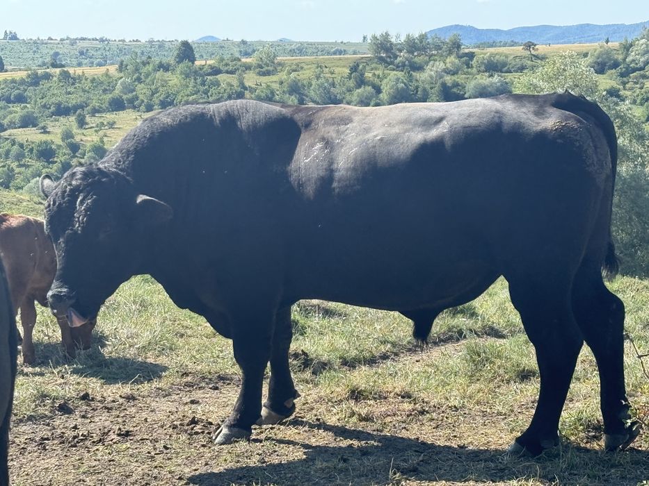 Vand sau schimb taur Angus