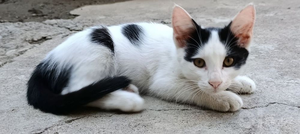 10 котят ищут добрые и ответственные семьи