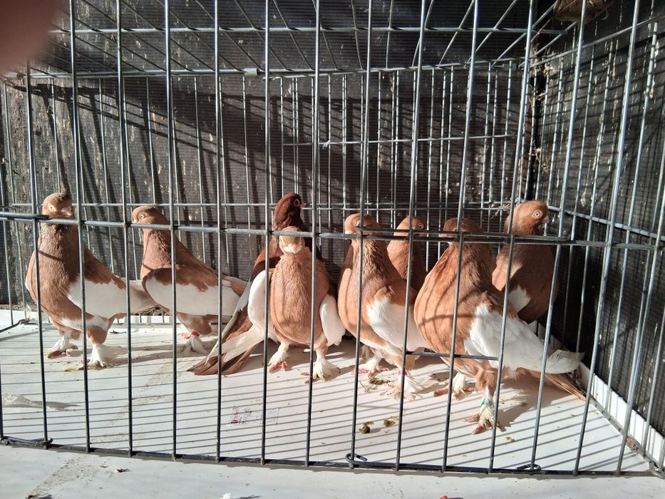 Vând porumbei baltati