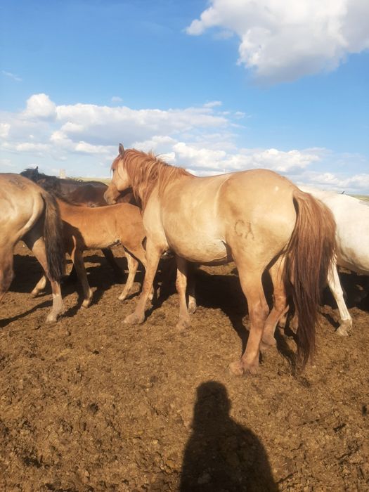 Продажа лошадей Астана