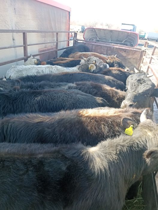 Вынужденый забой скота