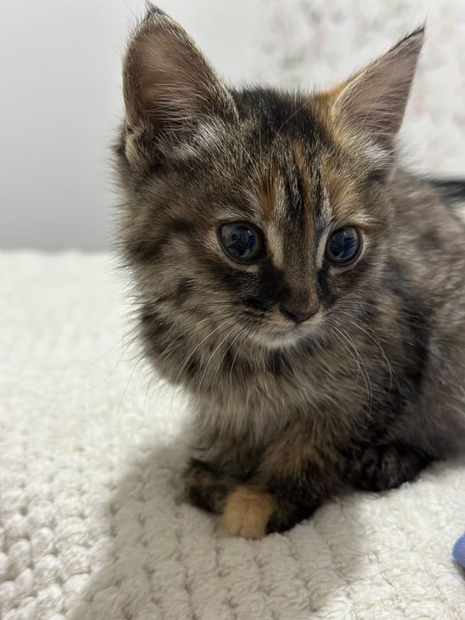 Котенок бесплатно