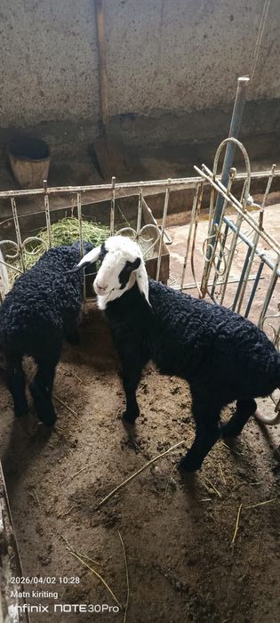 Барралар сотилади