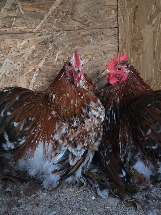 Карликовые кохинхины