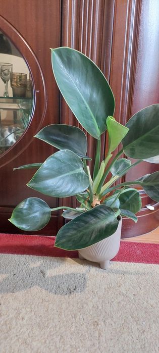 Продам филодендрон Империал Грин
