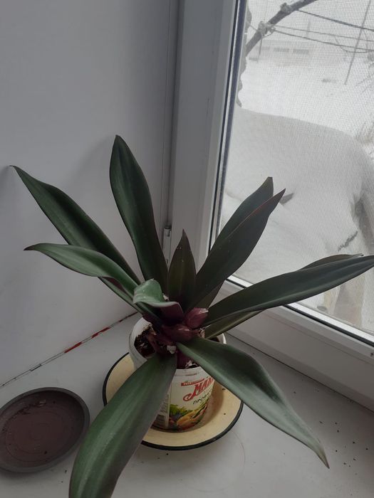 Комнатные растения