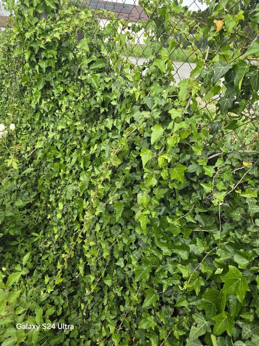 Butasi Iedera (Hedera Helix) cu radacina pentru gard viu, 20-50 cm