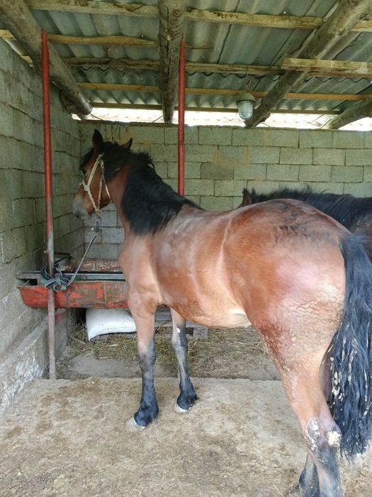 Қымыз, бал қымыз