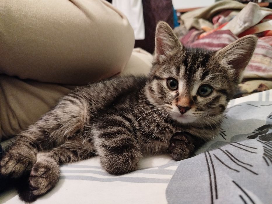 Котенок девочка 2мес отдаю