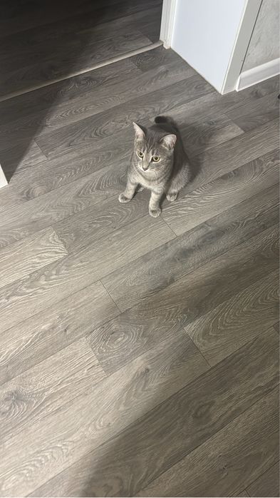 Отдам даром кота