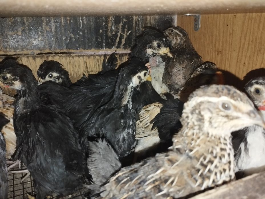 Бентамкалар балапандары.