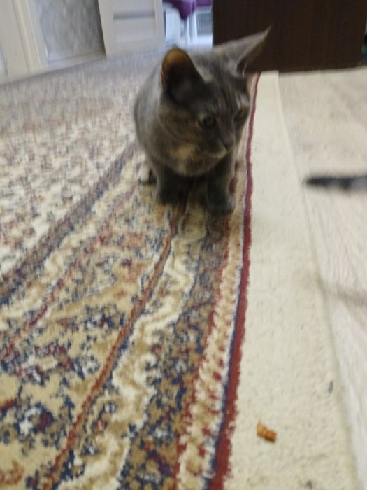 Срочно, отдадим кошечку в добрые руки.