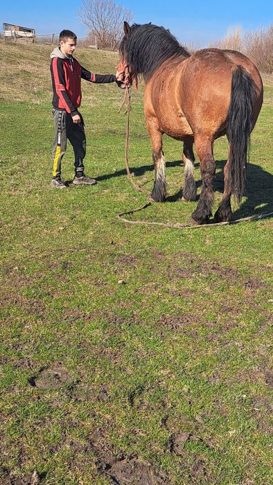 Iapa de 6 ani 1.70 inaltime