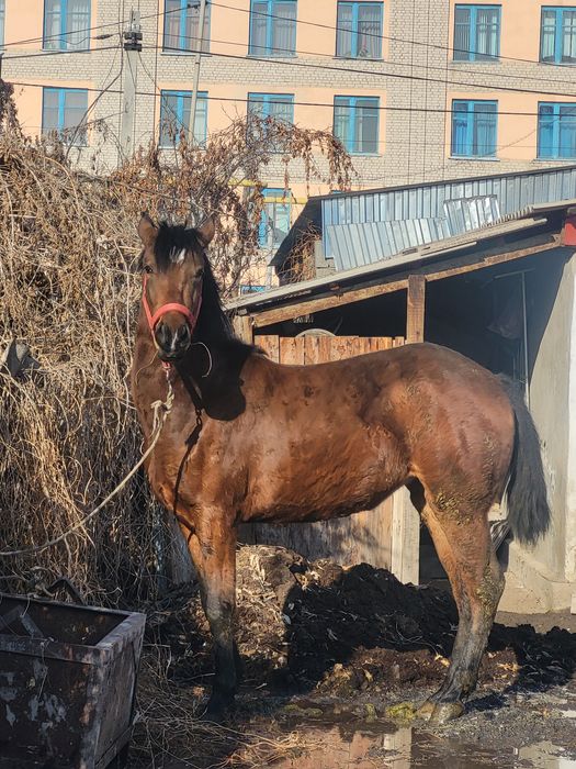 Продаётся лошадь