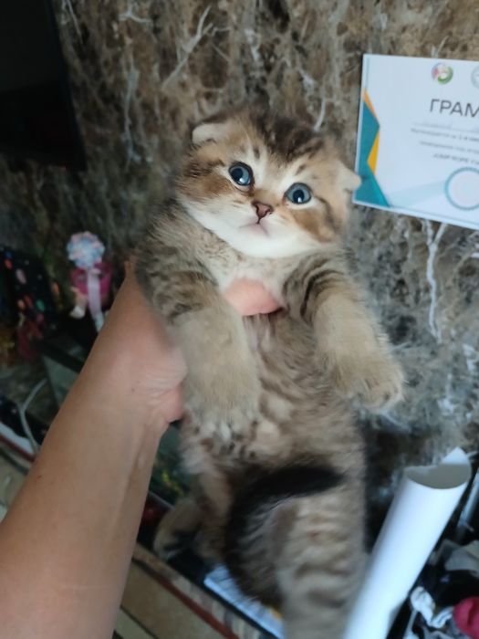 Скоттиш страйт и фолд девачка и мальчик