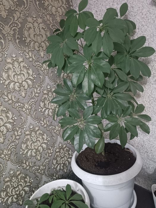 Продам шефлеру большая и поменьше