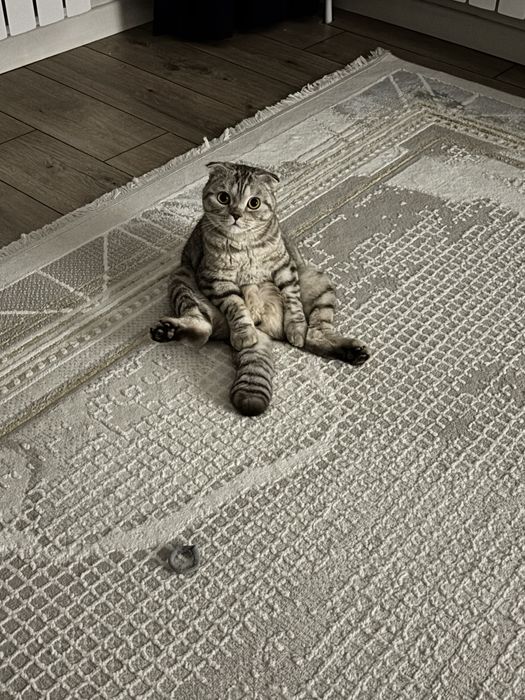 Котик по имени Кекс