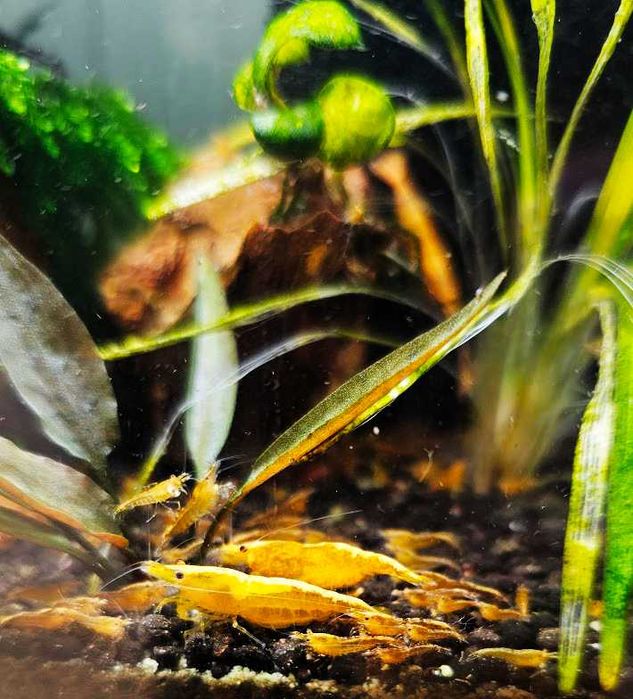 Creveti Neocaridina Yellow Fire, Conuri Arin, Hrana