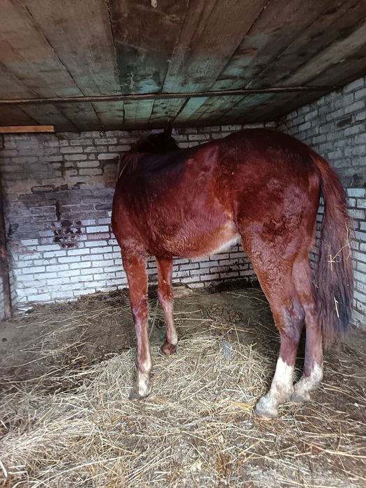 Жеребчк на иноходи 2 г