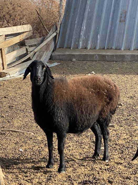 Продаются бараны Гиссар!