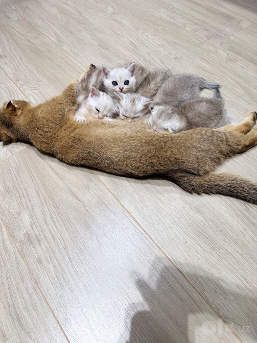Котята породы скотиш страйд 1.5 месяца