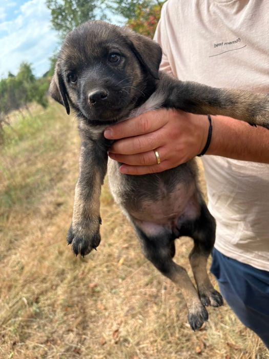 Ofer căței spre adopție