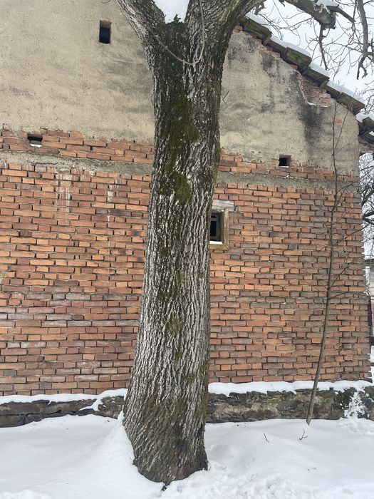 Vand nuc matur trunchi 4m