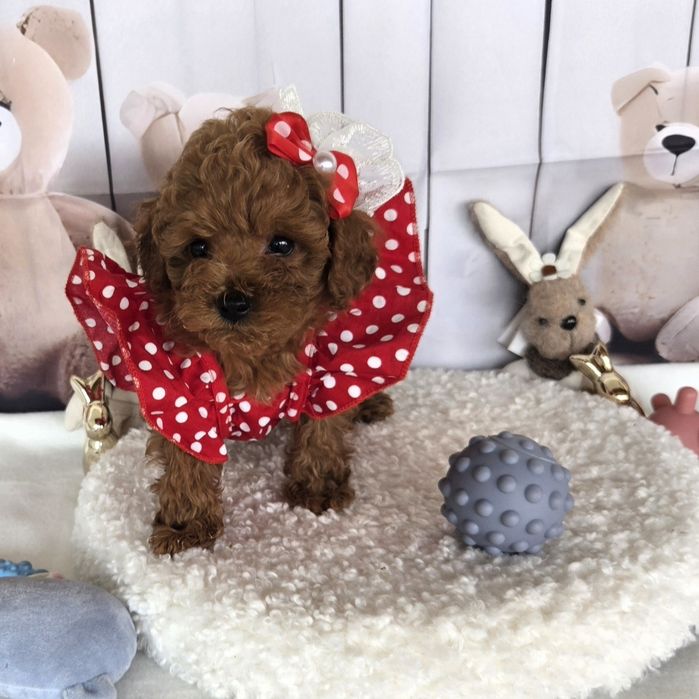 Пудел той /Poodle toy с родословие