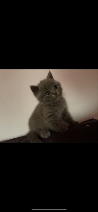 De vanzare pisoi british shorthair