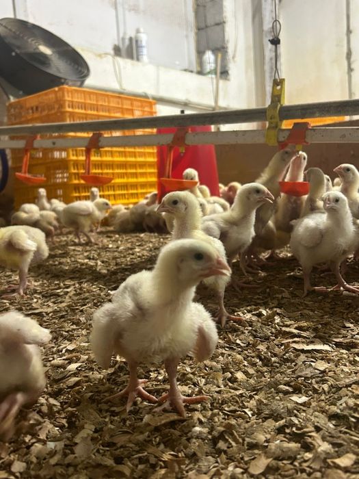 Бройлер 15 дневный