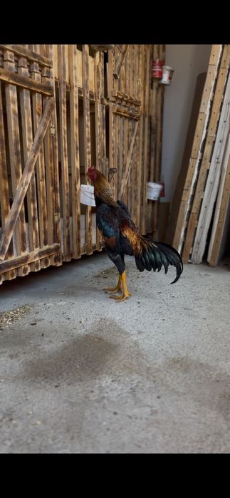 Қаны таза бойцовый