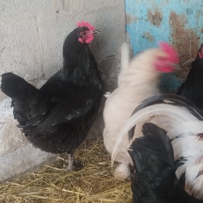 Продам куры домашние