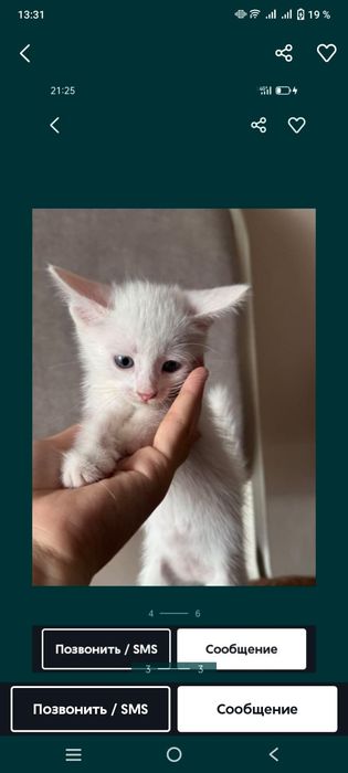 Котенок  голубые глаза