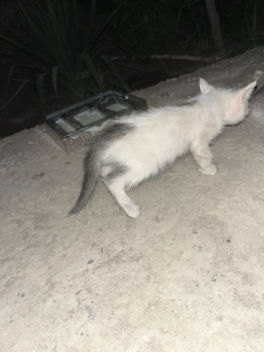 Кошки очень хароший